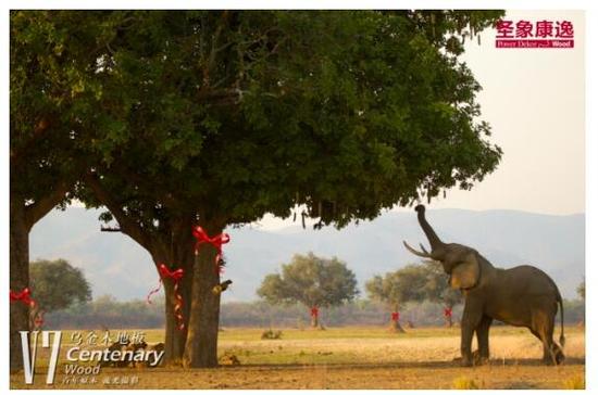圣象三層實木V7烏金木帶給你悠然暢快森林氛圍 圣象三層實木V7烏金木帶給你悠然暢快森林氛圍