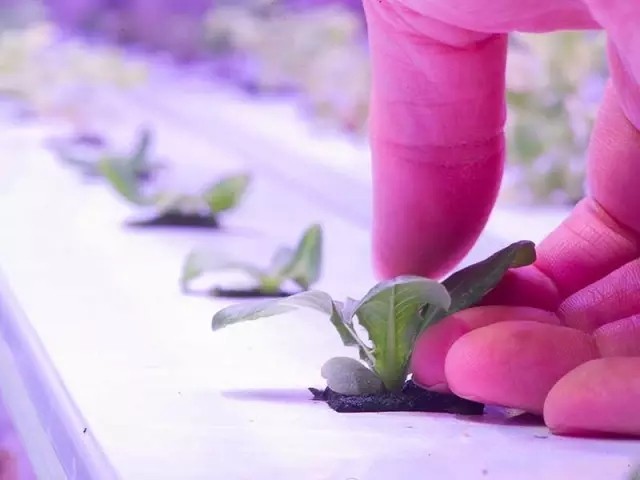 3、LED燈配合水耕技術(shù)在北極圈種菜 3、LED燈配合水耕技術(shù)在北極圈種菜