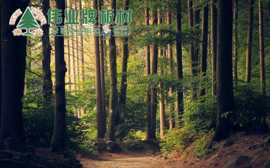 偉業(yè)牌為你講述杉木做生態(tài)板的好處 偉業(yè)牌為你講述杉木做生態(tài)板的好處