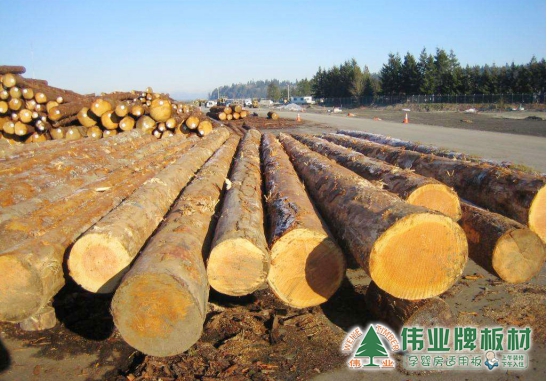 偉業(yè)牌生態(tài)板被評為2018年度“中國生態(tài)板十大品牌”! 偉業(yè)牌生態(tài)板被評為2018年度“中國生態(tài)板十大品牌”!