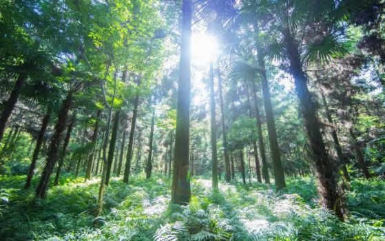 智閣環(huán)保生態(tài)板:你的健康,我們守護 智閣環(huán)保生態(tài)板:你的健康,我們守護