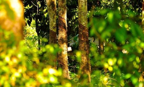 為什么乳膠床墊能俘獲一大波都市年輕人的青睞? 為什么乳膠床墊能俘獲一大波都市年輕人的青睞?