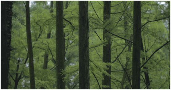 華洲木業(yè),正在崛起的環(huán)保王國 華洲木業(yè),正在崛起的環(huán)保王國