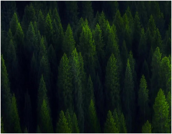 世界環境日|華洲無醛板,我是環保行動者! 世界環境日|華洲無醛板,我是環保行動者!