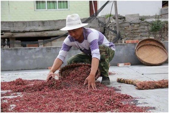 歐思丹熱泵花椒烘干機:每斤干花椒僅需0.5度電 歐思丹熱泵花椒烘干機:每斤干花椒僅需0.5度電