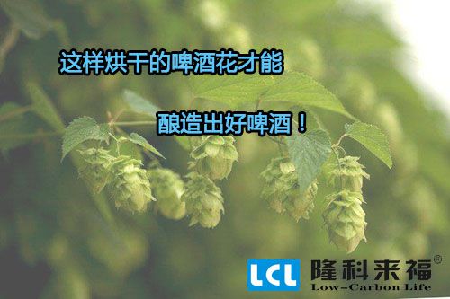 空氣能熱泵烘干的啤酒花才能釀造出好啤酒! 空氣能熱泵烘干的啤酒花才能釀造出好啤酒!