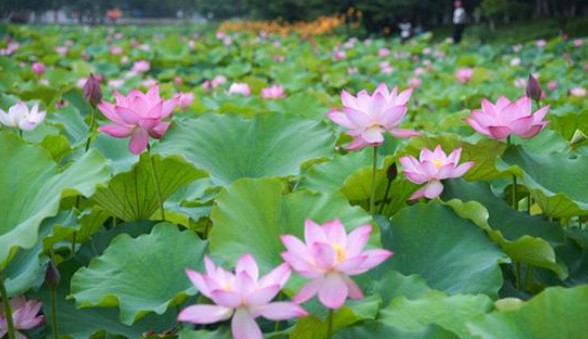 端午節還在掛艾草?不如試試空氣凈化器 端午節還在掛艾草?不如試試空氣凈化器