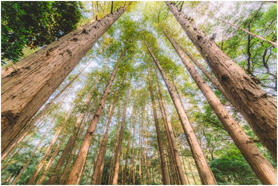 板材“木”色生香，豐葉驚艷時光