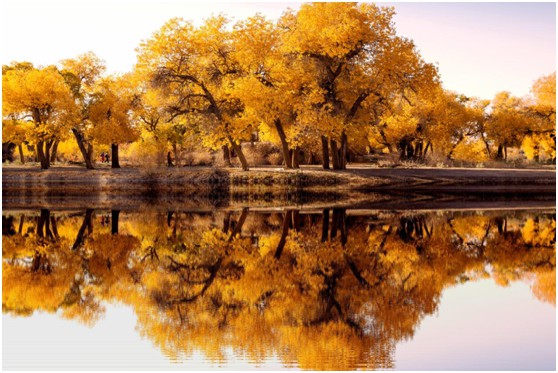 霜降，看大唐宮燈飾與大自然共同譜寫的詩意畫卷