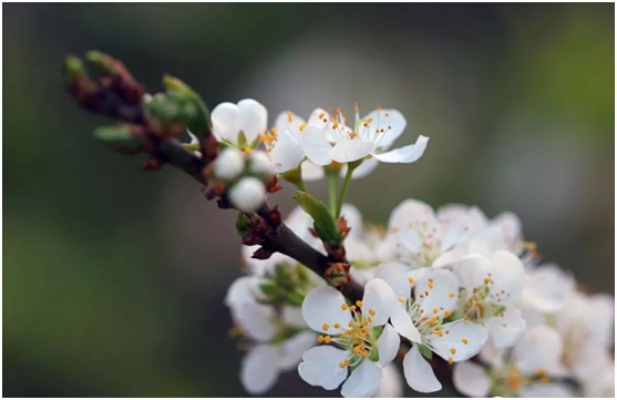 春困不期而遇，尚悅家居呵護(hù)你的春眠美夢