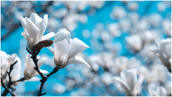 美特照明:與您細賞燈影里的春暖花開